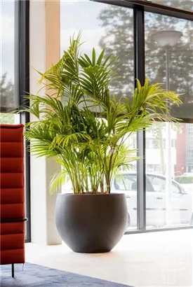 Urban - Jumbo Orb Urban - Jumbo Orb