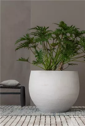 Urban - Jumbo Orb Urban - Jumbo Orb