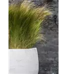 Urban - Jumbo Orb