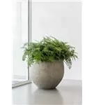 Urban - Jumbo Orb