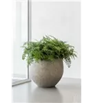 Urban - Jumbo Orb