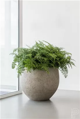 Urban - Jumbo Orb