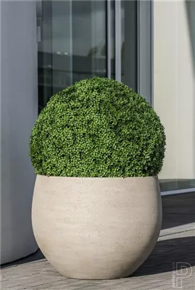 Urban - Jumbo Orb