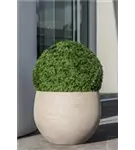 Urban - Jumbo Orb