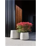 Urban - Jumbo Patt Urban - Jumbo Patt