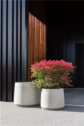 Urban - Jumbo Patt Urban - Jumbo Patt