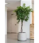 Urban - Jumbo Patt Urban - Jumbo Patt