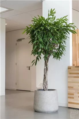 Urban - Jumbo Patt Urban - Jumbo Patt