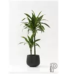 Platinum - Kevan Platinum - Kevan