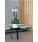 Platinum - Kevan Platinum - Kevan