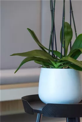 Platinum - Kevan Platinum - Kevan