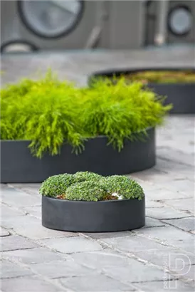 Essential - Max Low Essential - Max Low