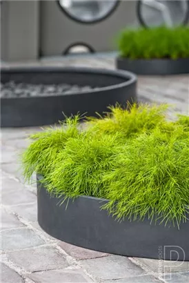 Essential - Max Low Essential - Max Low