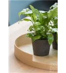 Rough - Mini Bucket