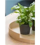Rough - Mini Bucket