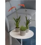 Rough - Mini Bucket