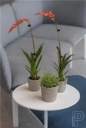 Rough - Mini Bucket