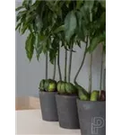 Rough - Mini Bucket