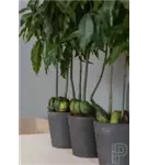 Rough - Mini Bucket