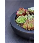 Natural - Monique Natural - Monique