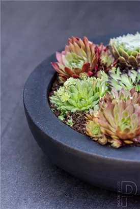 Natural - Monique Natural - Monique