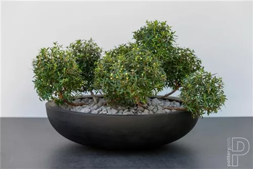 Natural - Monique Natural - Monique