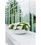 Natural - Monique Natural - Monique