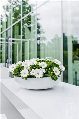 Natural - Monique Natural - Monique