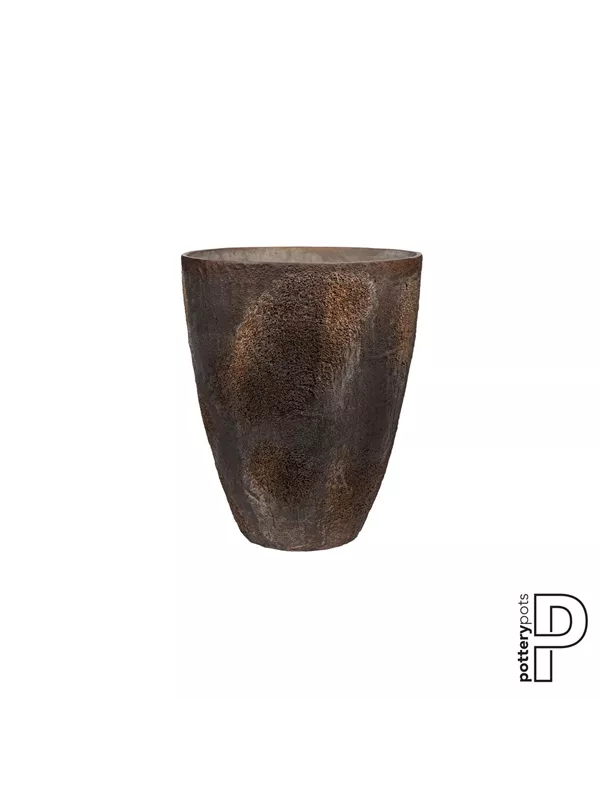 Oyster - Oliver Oyster - Oliver