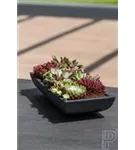 Essential - Pandora Essential - Pandora