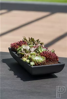 Essential - Pandora Essential - Pandora