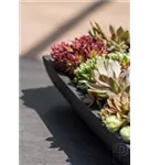 Essential - Pandora Essential - Pandora