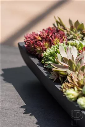 Essential - Pandora Essential - Pandora