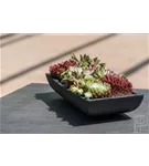 Essential - Pandora Essential - Pandora