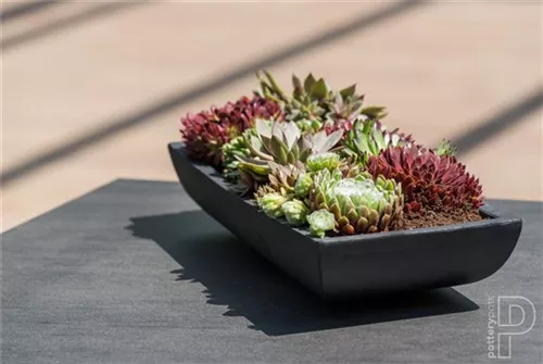 Essential - Pandora Essential - Pandora