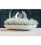 Essential - Pandora Essential - Pandora