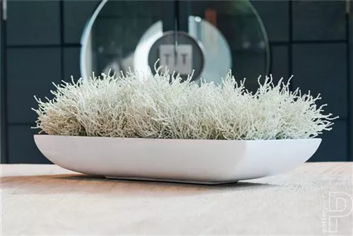 Essential - Pandora Essential - Pandora