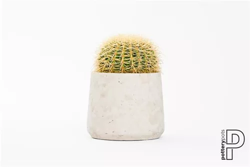 Rough - Patt Rough - Patt