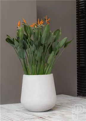 Ridged - Pax Ridged - Pax