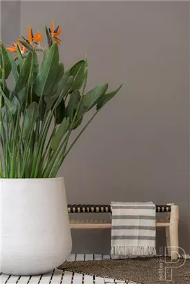 Ridged - Pax Ridged - Pax