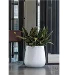 Ridged - Pax Ridged - Pax