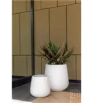 Ridged - Pax Ridged - Pax