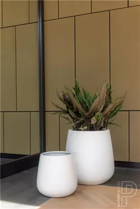 Ridged - Pax Ridged - Pax