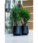 Ridged - Pax Ridged - Pax