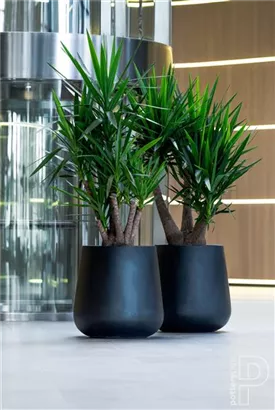 Ridged - Pax Ridged - Pax