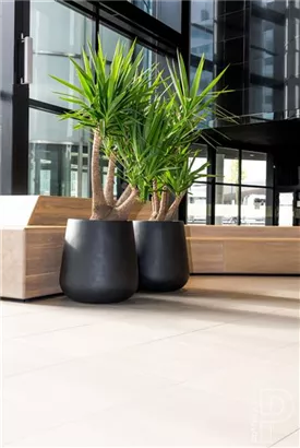 Ridged - Pax Ridged - Pax