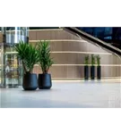 Ridged - Pax Ridged - Pax