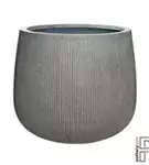 Ridged - Pax