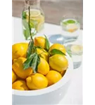 Platinum - Peter Platinum - Peter