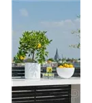 Platinum - Peter Platinum - Peter